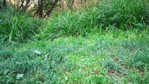 Time in the forest Stock-Footage 93287131