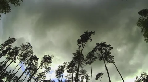 Time In The Forest | Timelapse (colored) Stockbeeldmateriaal 40643968