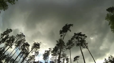 Time In The Forest | Timelapse Stockbeeldmateriaal 40644982