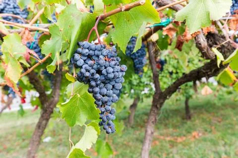Time of grape harvest Stock Photos