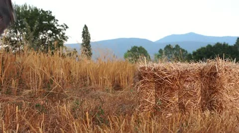 Time to harvest a field of wheat Stock Footage 12718592