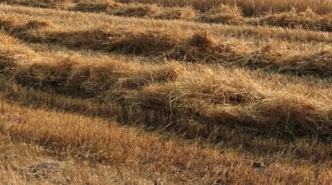 Time to harvest a field of wheat Stock Footage 12729042