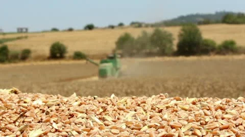 Time to harvest a field of wheat Stock Footage 12729203