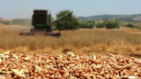 Time to harvest a field of wheat Stock Footage 15082480