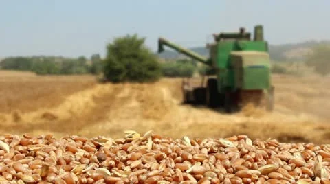 Time to harvest a field of wheat Stock Footage 15577444