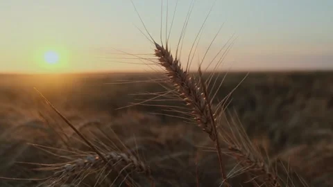 The time of harvest of grain crops. Stock Footage 337895466