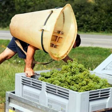 Time for harvest Stock Photos