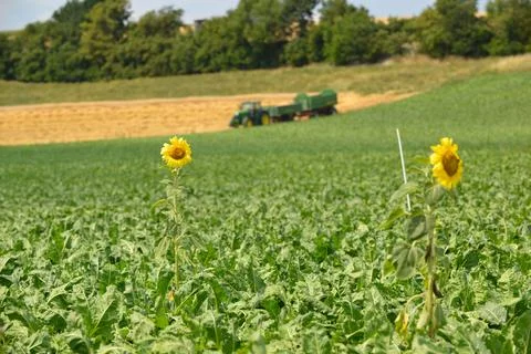 Time for Harvest Stock Photos
