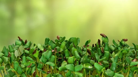Time interval. Flax seeds germinate. Microgreens, growing seedlings at home Stock Footage 197547856