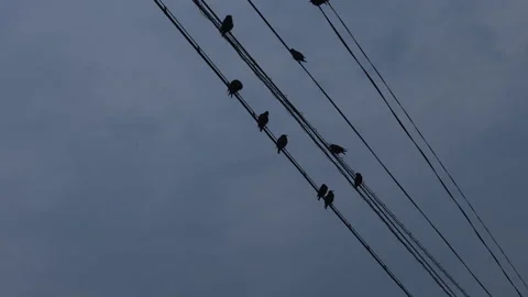 Time lapce Birds on a wire somewheres, standing on electric cable Stock Footage 313738564
