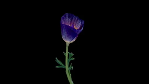 Time laps of blooming pink flower of Eschscholzia californica. Bright and airy Video stock 314697238