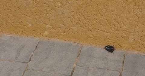 Time laps crawled by ants beetle crawling Stock Footage 96334371