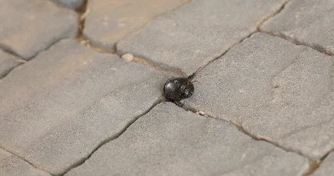 Time laps crippled ants beetle escaped Stock Footage 96334420