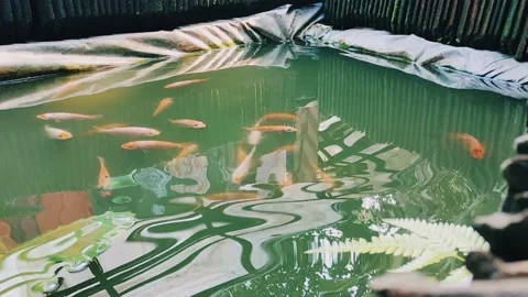 Time laps of fish life in a small pond next to the house Stock Footage 220897788