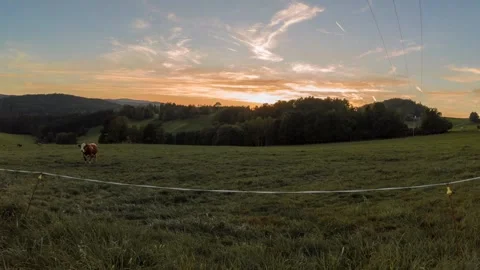 Time-laps Footage of cows and cattle in Bavarian Forest, Germany Stock Footage 296535576