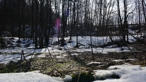 Time laps in the forest Stock Footage 74356827