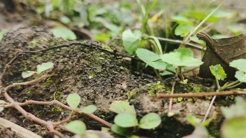 Time laps of life ants are active under the rambutan tree Stock Footage 220871508