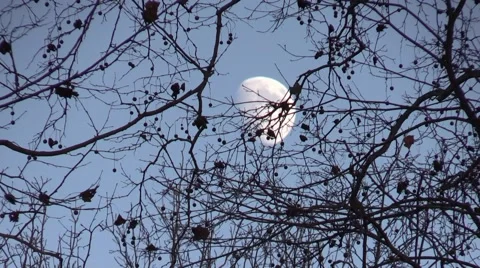 Time laps moon rise on a calm autumn evening nature Stock Footage 50054971