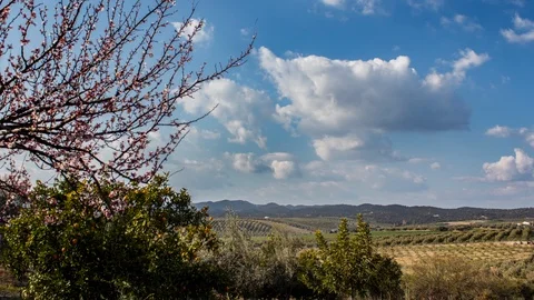 Time laps olivos, Puebla de los Infantes, Andalucía Video stock 86471533