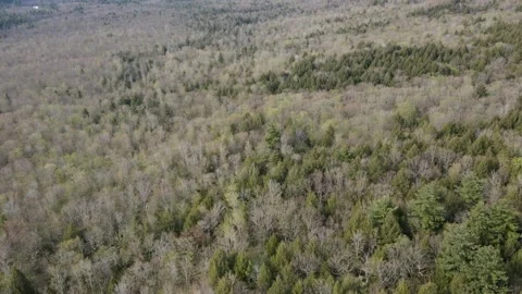 Time laps over forest Stock Footage 130821247