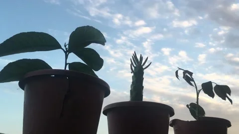 Time laps passing clouds and houseplants Stock Footage 153409441