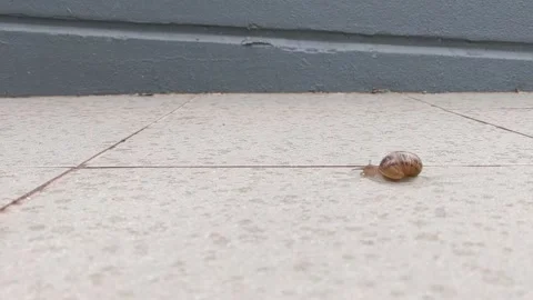 Time Laps of Snail In Rain Stock Footage 164006296