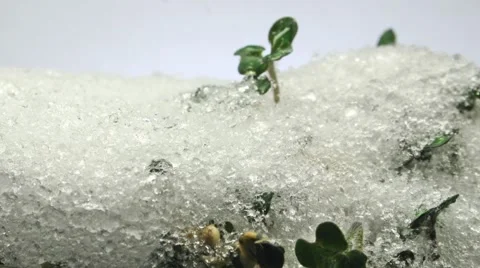 TIME LAPS : snow melts with mustard sprouts Video stock 59607979