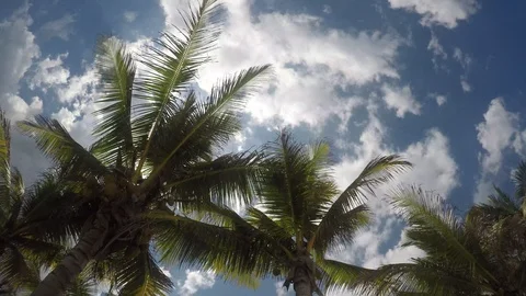 Time laps of the sun behind a palm tree. Stock Footage 89945820