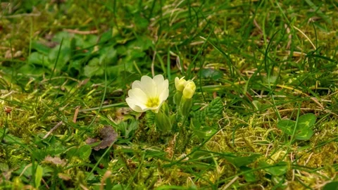 Time laps, White flowers sprout among the grass, ants and bugs crawl, natural en Video stock 235863860