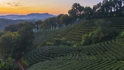 Time lapse of 101 tea plantation at Doi Mae Salong it is a popular tourist Stock Footage 97374974