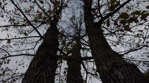 Time lapse of 3 fall trees and sky 스톡 동영상 34484206