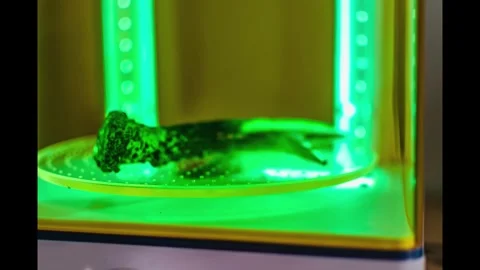 Time lapse of a 3d resin printing of a deer antler turning in a machine Stock Footage 287458671