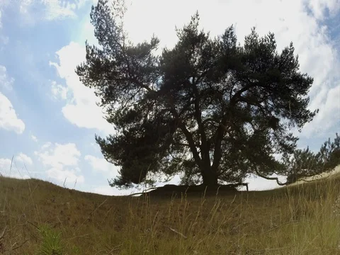 Time lapse 4K - bright clouds, sky, a tree and grass Stock Footage 77434559