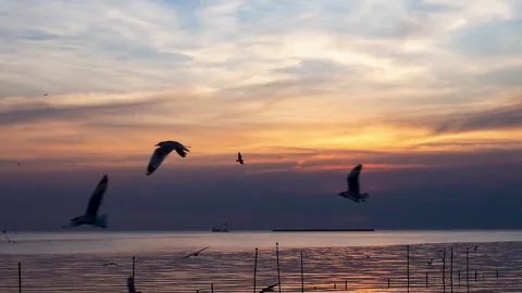 Time lapse 4k of Flock birds flies above the sea surface. 動画素材 269694017