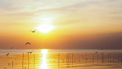 Time lapse 4k of Flock birds flies above the sea surface. Stock Footage 269694057
