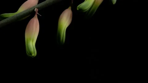 Time lapse 4k,The Flower closes Video stock 154888314