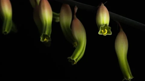 Time lapse 4k, The Flower opens Stock Footage 154888544