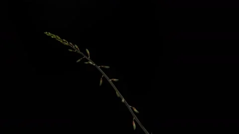 Time lapse 4k, Gasteria succulent plant Stock Footage 154894225