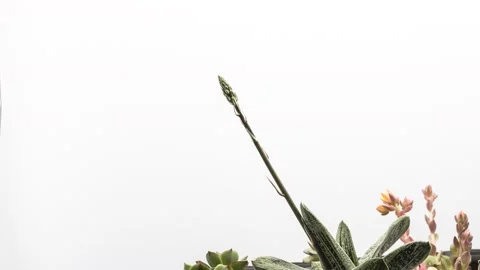 Time lapse 4k, Gasteria succulent plant Stock Footage 154894379