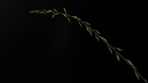 Time lapse 4k, Gasteria succulent plan Stock Footage 154894805