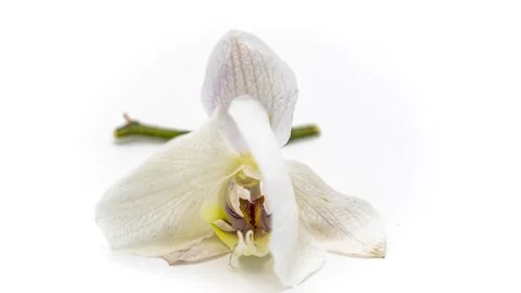 Time lapse 4k orchid Video stock 151645220