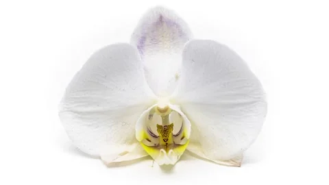 Time lapse 4k orchid Stock Footage 151645629
