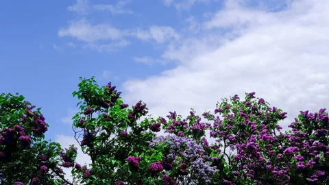 Time lapse 4k resolution video of sky, clouds and lilac. Lilac flower bunches on Stock Footage 155598360