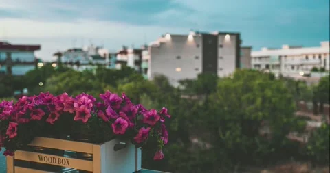 Time lapse 4k, sunset cityscape with pink flowers close-up Stock Footage 156351834