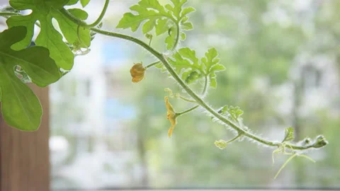 Time lapse 4k video of watermeoln curling sprout with yellow flower moving Video stock 114228065