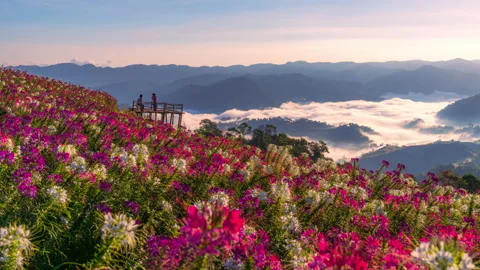 Time lapse 4k.View point of the sea of mist and flower garden Stock Footage 148267138