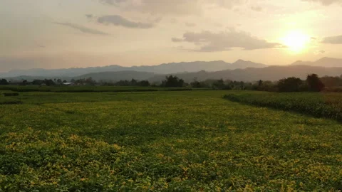 Time lapse above the Soybean and cornfields during sunset Stock Footage 171533061