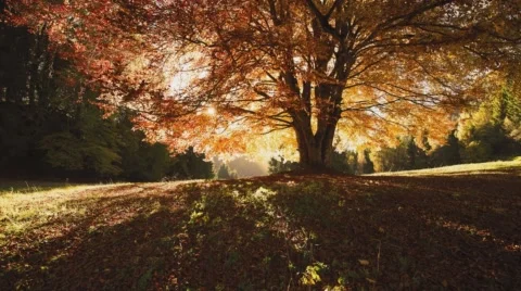 Time-lapse across an open field. Sun illuminates the leaves of a large tree. Stock Footage 68330950