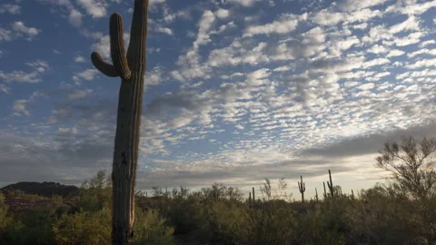 Time lapse of afternoon clouds above a desert Saguaro forest in Arizona Stock Footage 220466883