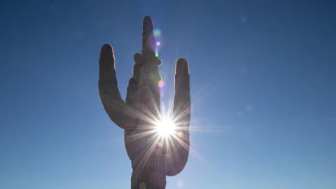 Time lapse of the afternoon sun between Saguaro cactus arms in a clear blue sky Stock Footage 146755311